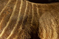 Quagga (Equus quagga quagga), an extinct subspecies of the plains zebra, endemic to South Africa, striped skin detail, Natural History Museum, Paris, France. EDITORIAL USE ONLY.