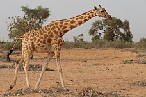 Giraffe (Giraffa camelopardalis peralta) walking across dry savannah, Sahel, Niger.