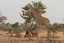 Giraffe (Giraffa camelopardalis peralta) feeding on a tree with a local man collecting water from a well below, Sahel, Niger.