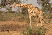 Giraffe (Giraffa camelopardalis peralta) browsing from tree, Sahel, Niger.