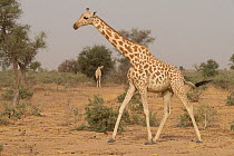 Giraffe (Giraffa camelopardalis peralta) walking across dry savannah with another feeding from bush in background, Sahel, Niger.