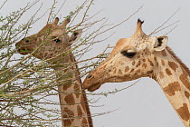 Two Giraffes (Giraffa camelopardalis peralta) feeding on treetops, Sahel, Niger.