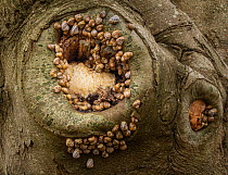 Bearded tooth fungus (Hericium erinaceus) growing inside tree hole of Beech tree (Fagus sylvatica) with Common garden snails (Cornu aspersum) hibernating around it. Dorset, England. December.