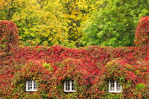 Tu Hwnt l'r Bont Tearooms covered in Virginia creeper (Parthenocissus quinquefolia) in autumn. Conwy, Wales.  September.