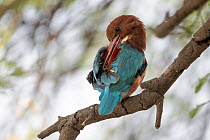 White-throated kingfisher (Halcyon smyrnensis) perched on a branch preening, Keoladeo National Park, Bharatpur, India.