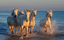 Herd of Camargue horses (Equus ferus caballus) running through the sea along the shore in afternoon light, Camargue, France. October.