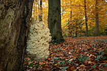 Coral tooth fungus (Hericium coralloides) growing on an old Beech trunk, Surrey, UK. November.