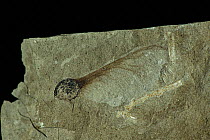 Fossilised winged seed (samara) seed (Acer sp.) from the Oligocene epoch, approx. 30 miilion years ago, Alpes de Haute-Provence, France.