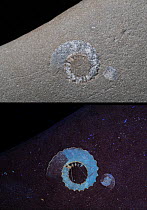Fossil ammonite in a pebble, shown in visible light  and ultraviolet fluorescence, with increased detail in UV image. Pebble found at Charmouth, Dorset, UK.