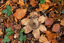 Collared earthstar fungus (Geastrum triplex) growing in leaf litter on woodland floor, Surrey, UK. November.