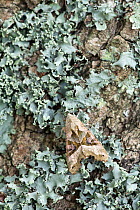 Angle shades moth (Phlogophora meticulosa) resting on lichen covered tree trunk, Sussex, UK. September.
