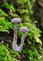 Amethyst deceiver (Laccaria amethystina) fungi growing in damp woodland, Surrey, UK. October.