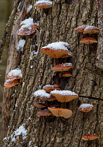 Velvet shank / Winter fungus (Flammulina velutipes) covered in snow, growing on tree trunk, Surrey, UK. February.
