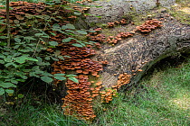 Sheathed woodtuft ( Kuehneromyces mutabilis) toadstools growing on Beech log, Surrey, UK. September.