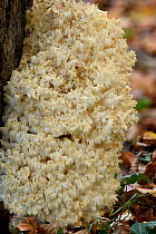 Coral tooth fungus (Hericium coralloides) growing on an old Beech tree trunk, Surrey, UK. November.
