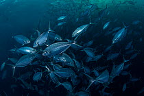 Large school of Herring scad (Alepes vari) congregating near the tip of an underwater pinnacle, feeding on food in the current, Richelieu Rock, Mu Koh Surin National Park, Andaman Sea, Phang-nga, Thai...