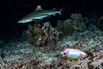 Blacktip reef shark (Carcharhinus melanopterus) circling over a half-eaten Yellowback fusilier (Caesio xanthonota) carcass, that was attacked by a Barracuda (Sphyraena sp.) on a shallow reef at night,...
