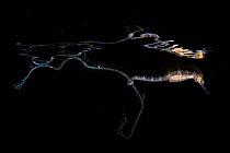 Seahorse (Hippocampus sp.) grabbing onto a floating piece of rope, while drifting at the surface at night, Andaman Sea, Mu Koh Similan National Park, Phang-nga, Thailand.