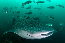 Whale shark (Rhincodon typus), an endangered species, feeding on zooplankton in nutrient-rich murky water, being followed by a school of Cobia (Rachycentron canadum), Adang-Rawi Archipelago, Satun, An...