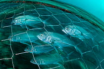 Bigeye trevally (Caranx sexfasciatus) swimming inside an artisanal fish trap, Adang-Rawi Archipelago, Andaman Sea, Satun, Thailand.