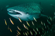 Whale shark (Rhincodon typus), an endangered species, swimming through a school of Goldband fusiliier (Pterocaesio chrysozona) whilst feeding on zooplankton in nutrient-rich murky water, Adang-Rawi Ar...