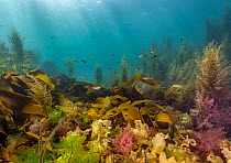 Diverse array of algae species including Sargassum weed (Sargassum horneri), Kelp (Laminariales), Sea lettuce (Ulva lactuca) on shallow reef with juvenile Pollock (Pollachius pollachius) and Ballan wr...
