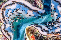 Giant clam (Tridacna gigas) mantle detail, Red Sea, Egypt.
