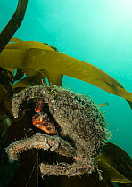 Spider crab (Maja brachydactyla) camouflaged with a covering of  algae, clinging on to kelp frond and feeding, Lizard Peninsula, Cornwall, UK, English Channel. May.
