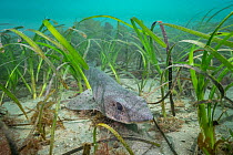 Small-spotted catshark (Scyliorhinus canicula) resting amongst Seagrass Meadow (Zostera marina), Helford River, Cornwall, UK. March.
