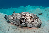 White-spotted puffer fish (Arothron hispidus) resting on seabed, Marsa Alam, Red Sea, Egypt.