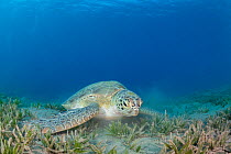 Green turtle (Chelonia mydas) feeding on Seagrass (Halophila stipulacea) on the seabed, Shab abu dabab, Red Sea, Egypt.