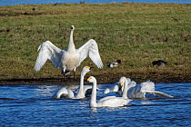 Two pairs of Bewick's swans (Cygnus columbianus bewickii) calling and wing flapping in an aggressive encounter on flooded pastureland, Gloucestershire, UK. November.