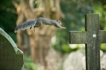 Grey squirrel (Sciurus carolinensis) jumping between gravestones in a churchyard, near Bristol, UK. October.
