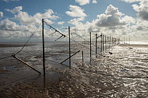 Frame work for stake fishing nets, used to catch salmon making their way up the Solway Firth, near Sandyhills, Dumfries and Galloway, Scotland, UK. September, 2021.