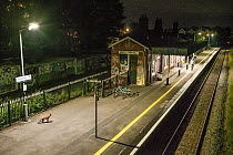 Fox (Vulpes vulpes) walking along platform of a suburban railway station at night, Bristol, UK. August.
