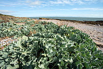 Wild cabbage (Brassica oleracea) growing along pebbly beach, Scotland, UK. September.