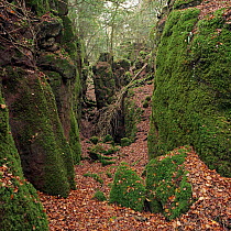 Deciduous woodland and moss covered rocks in an area rich in geological formations, caves, gullies and pits known as Scowles, which were formed millions of years ago by the uplift and erosion of cave...