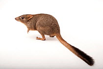 Woylie (Bettongia penicillata) portrait, showing bushy tail, California Zoo. Critically endangered and federally endangered. Captive.