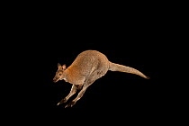 Red-necked / Bennet's wallaby (Macropus rufogriseus rufogriseus) jumping, Rolling Hills Wildlife Adventure, USA. Captive.