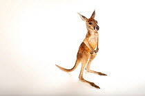Red kangaroo (Osphranter rufus) joey, standing upright, portrait, Rolling Hills Wildlife Adventure, USA. Captive.