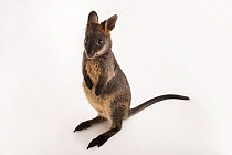 Swamp wallaby (Wallabia bicolor) juvenile, aged 8 months, sitting upright, portrait, Healesville Sanctuary. Captive.