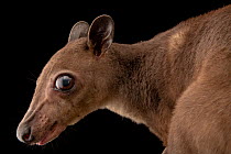 Greater forest wallaby (Dorcopsis hageni) head portrait, Albuquerque BioPark Aquarium, USA. Captive.