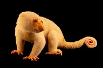 Common spotted cuscus (Spilocuscus maculatus) looking sideways, with tail coiled, portrait, Jakarta, Indonesia. Captive.