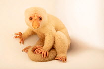 Common spotted cuscus (Spilocuscus maculatus) sitting with tail coiled, portrait, Jakarta, Indonesia. Captive.