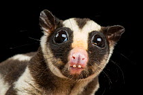 Striped possum (Dactylopsila trivirgata) head portrait, Henry Doorly Zoo and Aquarium, USA. Captive.