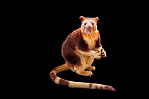 Goodfellow's tree-kangaroo (Dendrolagus goodfellowi) eating fruit, portrait, Melbourne Zoo. Endangered. Captive.
