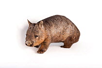 Southern hairy-nosed wombat (Lasiorhinus latifrons) portrait, Melbourne Zoo. Captive.