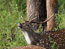 Chital / Spotted deer ( Cervus axis) stag, with hard antlers, calling, Bandipur Tiger Reserve, Karnataka, India.