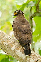 Crested serpent eagle (Spilornis cheela) perched on branch, rear view, Bandipur Tiger Reserve, Karnataka, India.