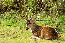 Chital / Spotted deer ( Cervus axis) stag, with hard antlers, resting on grass, Bandipur Tiger Reserve, Karnataka, India.